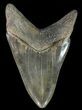 Serrated, Megalodon Tooth - Glossy, Dark Enamel #70044-2